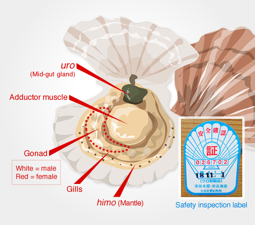 Illustration of Scallop