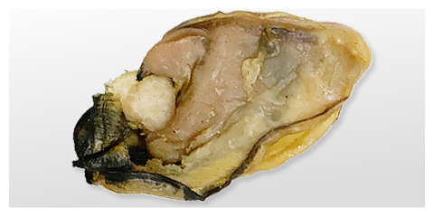 Dried Oyster