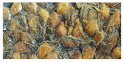 Dried Oyster
